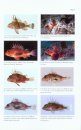 Revision of the Scorpionfish Genus Neosebastes (Scorpaeniformes: Neosebastidae) with Descriptions of Five New Species
