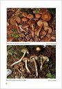 Fungi non Delineati 34-36: Inocybe Alpine e Subalpine [Alpine and Subalpine Inocybe]