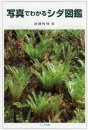 Picture Indents of Ferns [Japanese]