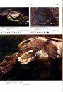 Turtles of the World, Volume 5: Australia and Oceania / Schildkröten der Welt, Band 5: Australien und Ozeanien