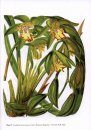 The Genus Cymbidium