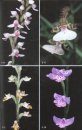 Field Guide to the Orchids of Madagascar