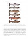 The Atlantic Salmon
