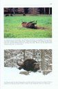 Der Wisent [The European Bison]