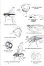 The European Families of the Diptera