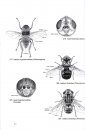 The European Families of the Diptera