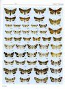 The Lepidoptera of Israel, Volume 2: Noctuidae