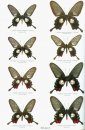 Butterflies of the World, Part 17: Papilionidae IX: Papilionidae of the Philippine Islands