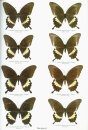 Butterflies of the World, Part 17: Papilionidae IX: Papilionidae of the Philippine Islands