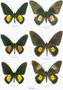 Butterflies of the World, Part 19: Papilionidae X: Troides III