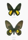Butterflies of the World, Part 19: Papilionidae X: Troides III