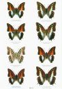 Butterflies of the World, Part 22: Nymphalidae X: Charaxes I