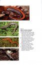 The Amphibians and Reptiles of New York State