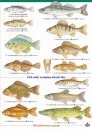 Guide to British Freshwater Fishes | NHBS Field Guides & Natural History