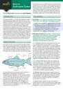 Guide to British Freshwater Fishes