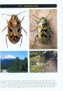 A Treatise on the Western Hemisphere Caraboidea (Coleoptera), their Classification, Distributions, and Ways of Life - Volume 1.