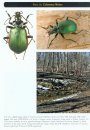 A Treatise on the Western Hemisphere Caraboidea (Coleoptera), their Classification, Distributions, and Ways of Life - Volume 1.