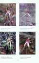 Australian Orchid Research, Volume 5: New Taxa of Australian Orchidaceae