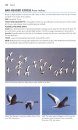 Flight Identification of European Seabirds