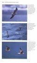 Flight Identification of European Seabirds