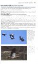 Flight Identification of European Seabirds
