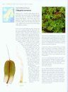 The Encyclopedia of the Swedish Flora and Fauna, Bladmossor, Kompaktmossor - Kapmossor [Swedish]