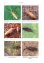 A Key to the Collembola (Springtails) of Britain and Ireland