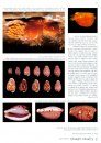 Cowries and their Relatives of Southern Africa