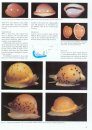Cowries and their Relatives of Southern Africa