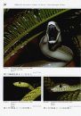 Venomous Snakes of Africa / Giftschlangen Afrikas