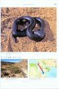 Venomous Snakes of Europe, Northern, Central and Western Asia / Giftschlangen Europas, Nord-, Zentral- und Westasiens
