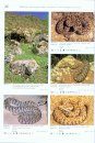 Venomous Snakes of Europe, Northern, Central and Western Asia / Giftschlangen Europas, Nord-, Zentral- und Westasiens