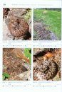 Venomous Snakes of Europe, Northern, Central and Western Asia / Giftschlangen Europas, Nord-, Zentral- und Westasiens