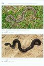 Venomous Snakes of Europe, Northern, Central and Western Asia / Giftschlangen Europas, Nord-, Zentral- und Westasiens
