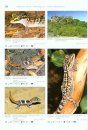 Geckos of Madagascar, the Seychelles, Comoros and Mascarene Islands / Geckos Madagascars, der Seychellen, Komoren und Maskarenen