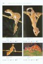 Geckos of Madagascar, the Seychelles, Comoros and Mascarene Islands / Geckos Madagascars, der Seychellen, Komoren und Maskarenen
