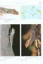 Agamid Lizards of Southern Asia / Agamen des Südlichen Asien