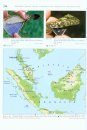 Agamid Lizards of Southern Asia / Agamen des Südlichen Asien