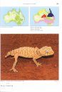 Geckos of Australia / Geckos Australiens