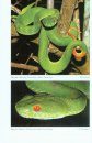 A Photographic Field Guide to the Amphibians and Reptiles of the Lowland Monsoon Forests of Southern Vietnam