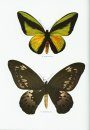 Butterflies of the Australian Region