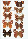 Butterflies of the Neotropical Region, Part 3