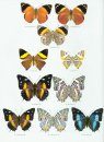 Butterflies of the Neotropical Region, Part 3