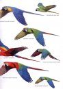 Birds of Peru
