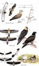 Birds of Mongolia