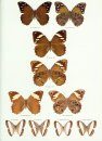 Butterflies of the Neotropical Region, Part 5