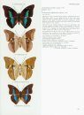 Butterflies of the Neotropical Region, Part 4