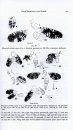 Phylogeny, Taxonomy, and Biology of Tephritoid Flies (Diptera: Tephritoidea)