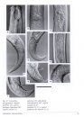 Fauna Ibérica, Volume 30: Nematoda: Mononchida: Dorylaimoidea I