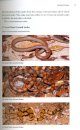 Guide and Reference to the Snakes of Eastern and Central North America (North of Mexico)